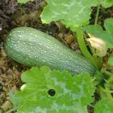 Courgette Grey Zucchini